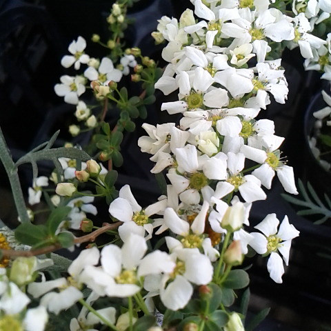 ユキヤナギ３月１１月の誕生花です。久しぶりに鳳凰三山が見えて見えています。