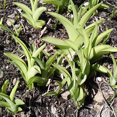 ヤブカンゾウ山菜として食べられる、今が旬です。