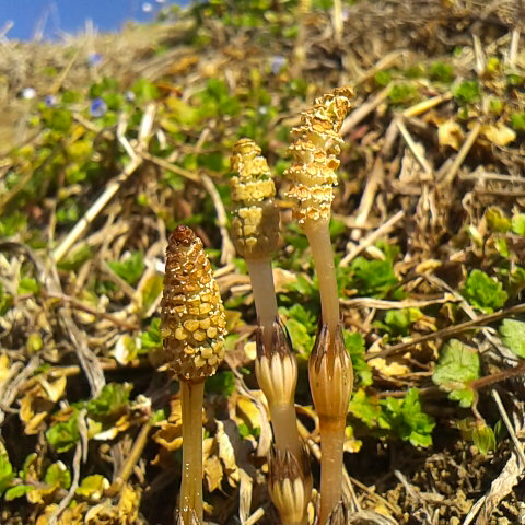 ３月１２日の誕生花、ツクシが顔を出す。天気は晴れ今日は風が無くて暖かいといいけど。