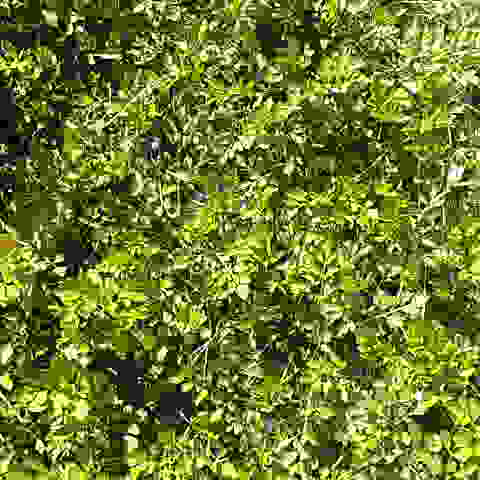 今日は暖かい春らしい天気になりました。野に遊びました、キチョウ、モンシロチョウがタンポポやスミレに止まり吸蜜をしているのを見かけました。タテハ蝶の仲間も何種類か飛んでいた。