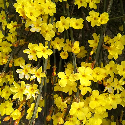 ３月１６日の誕生花レンギョウ。早春にいち早く庭に咲く花です。