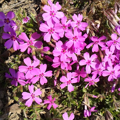 シバザクラが咲いた、３月１８日の誕生花です。