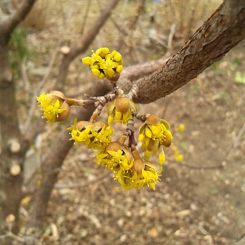 サンシュユ３月１７日の誕生花です。ひえつき節に出てくるサンシュユはこの木ではなく山椒の木の事です。