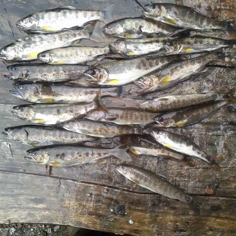 今日は小雨の中で渓流釣り、アマゴとイワナ釣果はまずまずでした。