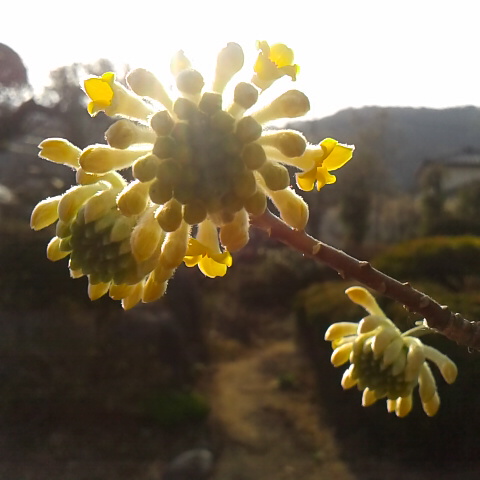 ３月２０日の誕生花、ミツマタ。和紙の原料です。主に紙幣の原料になります。鳳凰三山が綺麗に見えます。