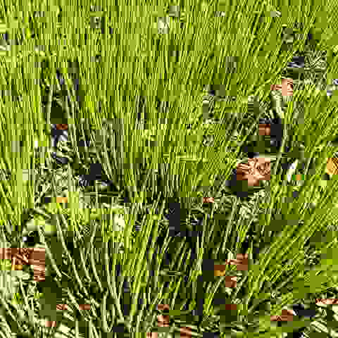 今日は暑い位の気候です。鳳凰三山などの山々は良く見えます。野生のアサツキ食べ頃です。