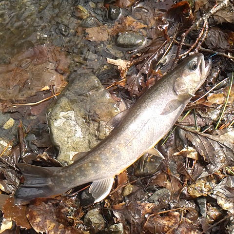渓流魚、魚体がスリムで模様が綺麗で美しい姿かたです。