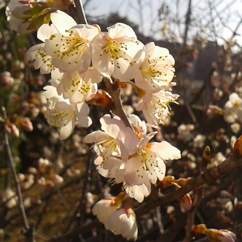 サクランボの花が咲きました。朝はチラホラと咲いていたのが夕方には満開です。