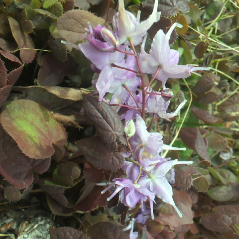 春分の日です。３月２１日の誕生花、イカリソウです山野で咲くのは４月になってから。