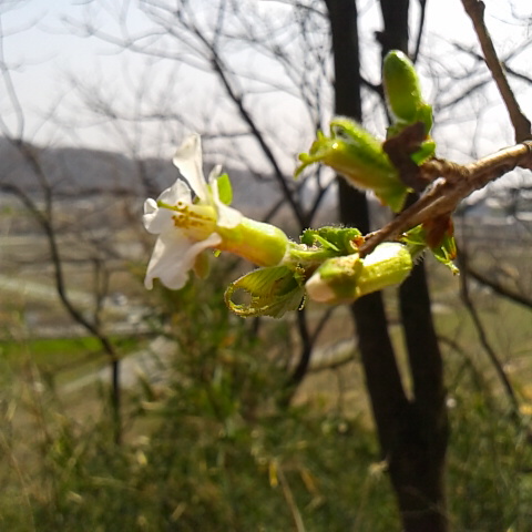 チョウジザクラが咲いた、山桜の仲間では真っ先に咲きます。