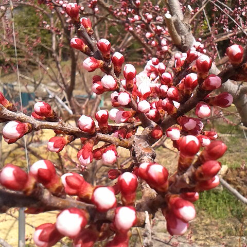 アンズの花のが咲き始めた。夕方ツバメが飛んでいた、初見です。