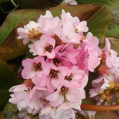 連休で御座石温泉から登り降りしたかたがあり鳳凰三山のトレースはしっかり付いています。今日の誕生花はヒマラヤユキノシタです。