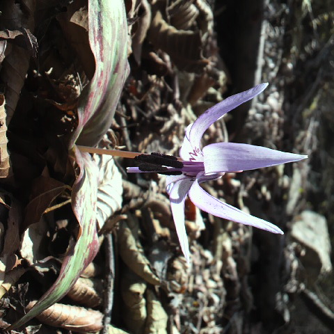 今日は鳳凰三山等山々がすっきりと綺麗に見えます。ツバメが群れで飛んでいます。３月２４日の誕生花カタクリの花。