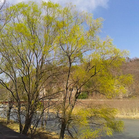 柳青める日ツバメが銀座を飛ぶ日。この歌を思い出します今日、釜無川の川岸の柳が緑に空にはツバメ飛んでいた。