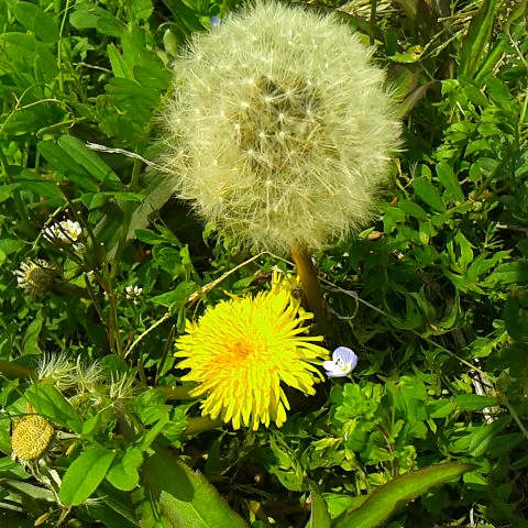 明後日に鳳凰三山に登る方のコメントにお答え。