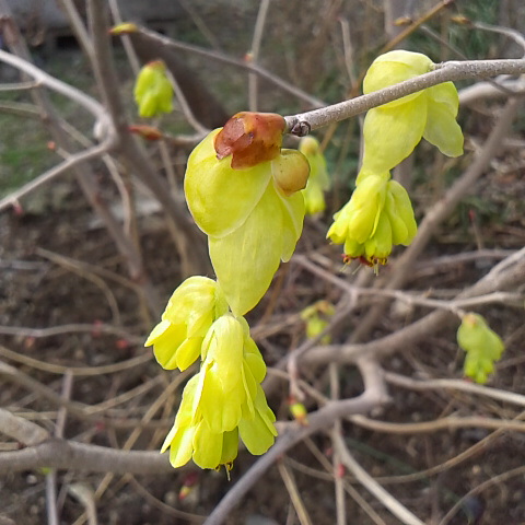 今日は鳳凰三山や八ヶ岳等３山々は綺麗に見えます。月２５日の誕生花はトサミズキです