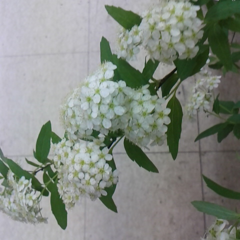 今日は良い天気で温かくなりそうです。４月月２日の誕生花コデマリです。