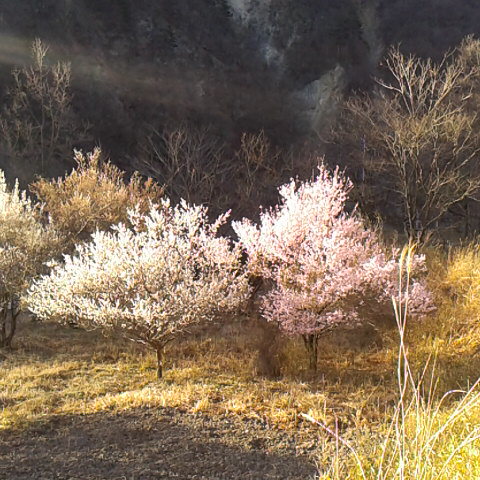 集落の外れに甲州小梅と富士桜が咲いていた