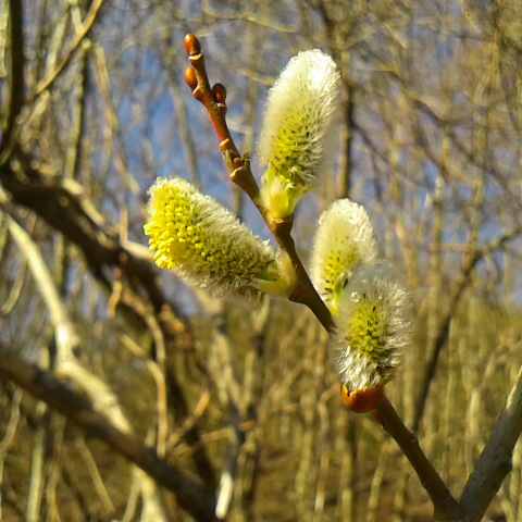ヤマネコヤナギ、小武川林道て見頃です。ヤナギの仲間では一番綺麗な花です。