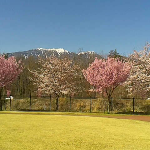 中央線穴山駅から鳳凰三山と桜