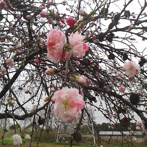 月遅れの桃の節句。花桃の花が咲き初めた。