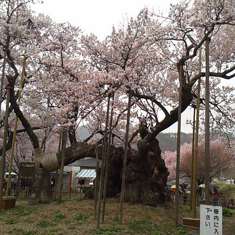 北杜市武川町の神代桜を見に行って来ました、あいにく小雨が降って来ましたが大勢の人出でした。