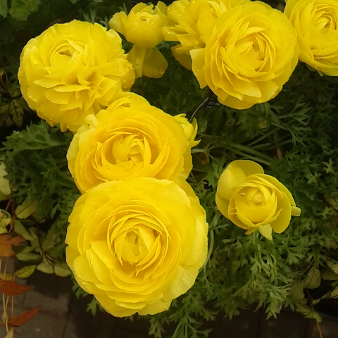 ４月３日の誕生花はラナンキュラス、花金鳳花です。あいにくの小雨模様。