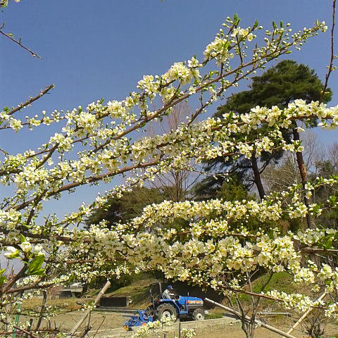 ４月４日の誕生花はすももの花です。