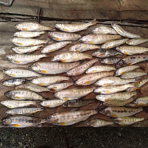 今日は曇り空、釣り日和アマゴを求め花を探し野山や渓流をさまよいました。