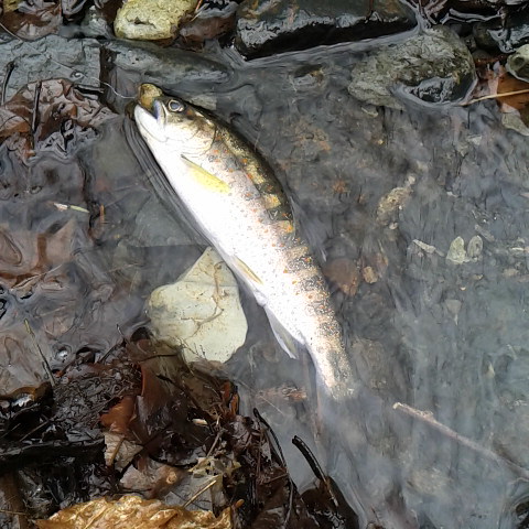 アマゴです、美しい魚体でしょう。