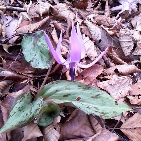 カタクリの花が咲いた。昨年より一週間は早く咲いた。