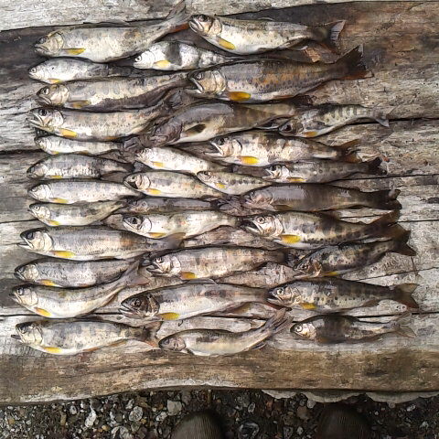 雨上がりの天気です。アマゴ釣りにはベストコンディションでした。