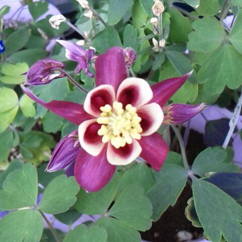 ４月９日の誕生花オダマキです