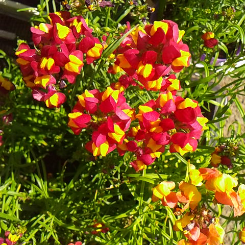 ４月１０日の誕生花、リナリアです。姫金魚草です。