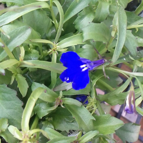 雨上がりの今日，ちらちらと鳳凰三山が見えます。４月１１日の誕生花ロベリアです。