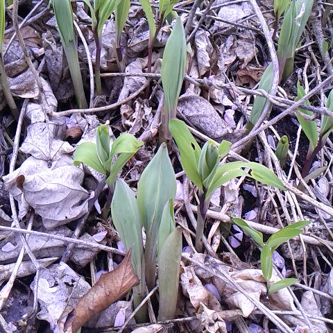 山菜、アマドコロ食べ頃です。