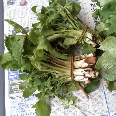 山菜、アザミの若芽。お浸しに鰹節をかけたのが絶品です。