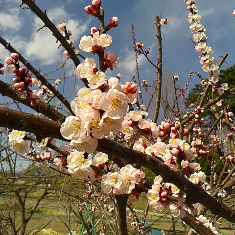 アンズの花４月12 日の誕生花です。久しぶりに週末良い天気なので御座石温泉から５パーティーほど鳳凰三山にに登山しています。