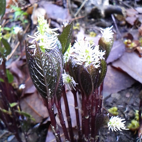 ヒトリシズカの花が咲いていました。鳳凰三山に御座石温泉から日帰りの人達が沢山いました、雪は締まっていて快適に歩けたそうです。