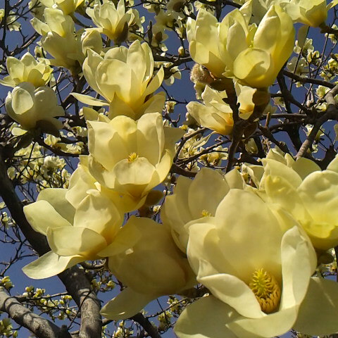 今朝から雨です。４月１３日の誕生花ハクモクレン。