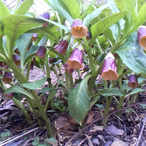 ハシリドコロの花が咲いていました。芽立ちの頃はみずみずしいので山菜と間違えて食べると猛毒ですから危険です。