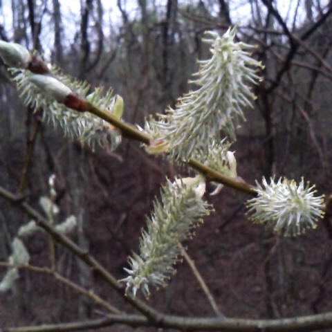 ヤマネコヤナギの雌花、種が実り綿毛が飛ぶと綺麗です。