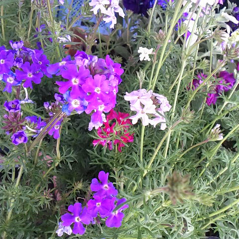 ４月１４日の誕生花、美女桜です、バーベナとも言います。