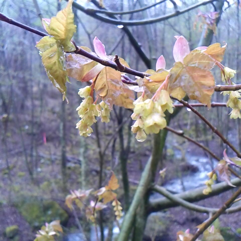 今日も雨になりました。鳳凰小屋の小屋開けの準備の為にスタッフが登りました。