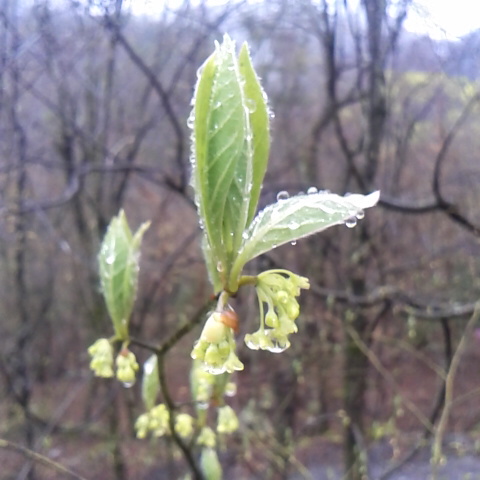 今日の天気は雨や晴れと目まぐるしく変わりました。鳳凰小屋付近で昨日の新雪は２０センチ位です。