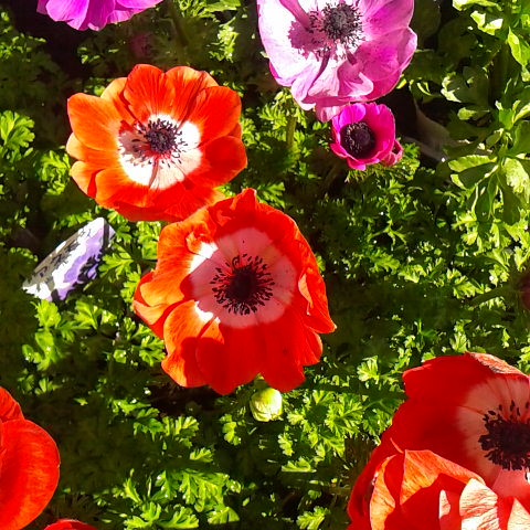 今日は久しぶりに良い天気です。積雪はまだまだ多く１メートル位です。４月１６日の誕生花アネモネです。