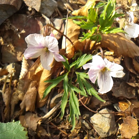 エイザンスミレ、葉に深い切れ込みがあるスミレ。御座石温泉付近で今沢山咲いています。