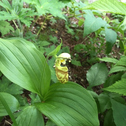 キバナノアツモリソウ | 鳳凰小屋 | 南アルプス 鳳凰三山