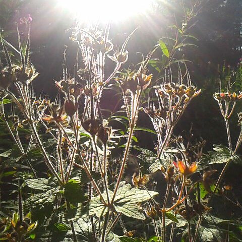 朝の光の中でタカネグンナイフウロが輝いていました。