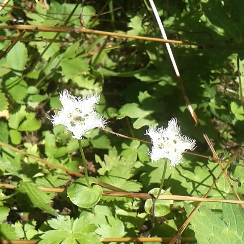 シラヒゲソウがまだ咲いています。
